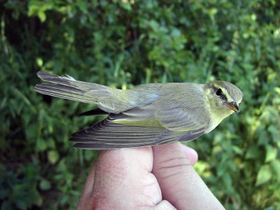 Grönsångare - Wood Warbler (Phylloscopus sibilatrix)