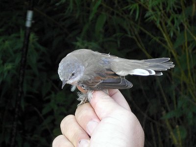 Törnsångare - Whitethroat (Sylvia communis)