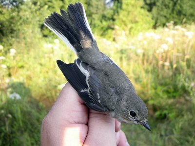 Svartvit flugsnappare - Pied Flycatcher (Ficedula hypoleuca)