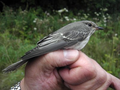 Grå flugsnappare - Spotted Flycatcher (Muscicapa striata)