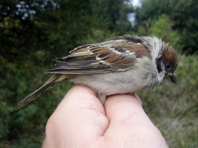 Pilfink - Tree Sparrow (Passer montanus)