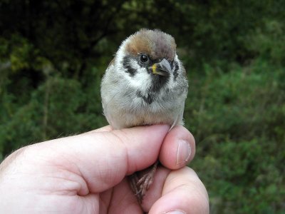 Pilfink - Tree Sparrow (Passer montanus)