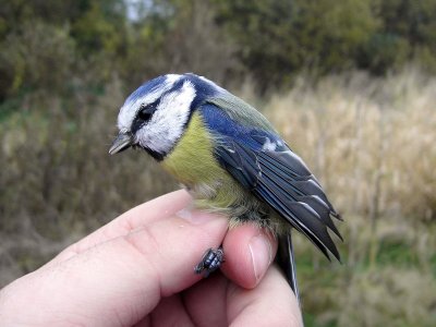 Blåmes - Blue Tit (Parus caeruleus)