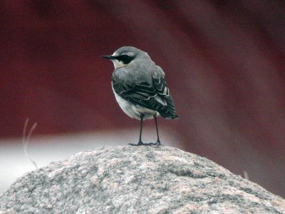 Stenskvätta - Wheatear (Oenanthe oenanthe)