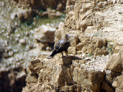 Hkrn - Bonelli's Eagle (Hieraaetus fasciatus)