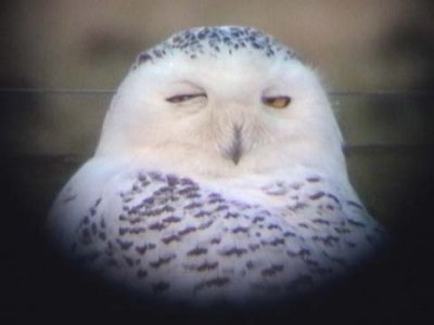 Fjlluggla - Snowy Owl (Nyctea scandiaca)