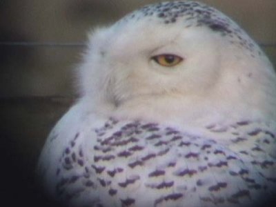 Fjlluggla - Snowy Owl (Nyctea scandiaca)