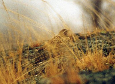 Asiatisk kalanderlrka - Bimaculated Lark (Melanocorypha bimaculata)