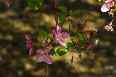 Crabapples Original