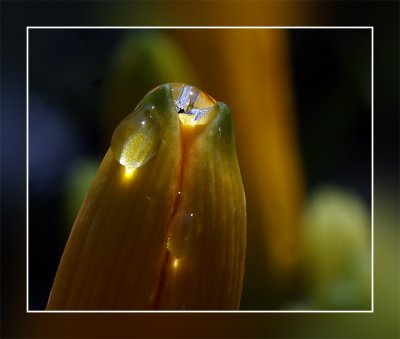 Yellow Day Lily With Raindrops