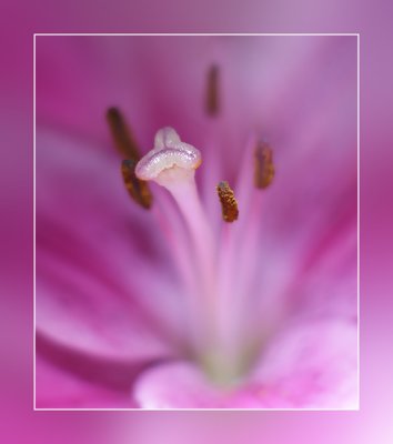 Pink Lily