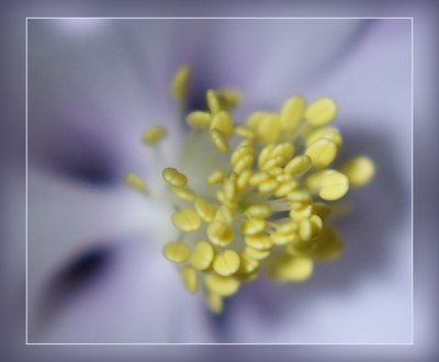  Lavender Columbine