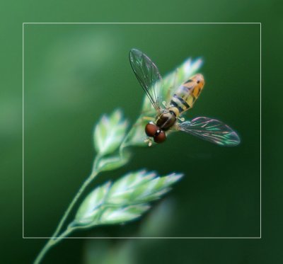  Hoverfly With Floral Design