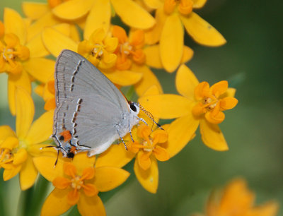 Gray Hairstreak Original