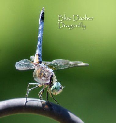 Blue Dasher Dragonfly 