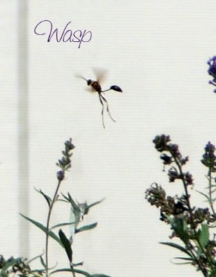 Wasp in Flight