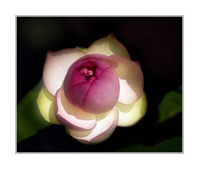 Lotus Blossom Version 3