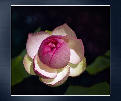 Lotus Blossom Version 1