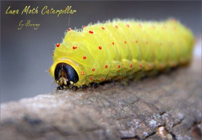 Luna Moth Caterpillar