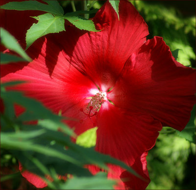 Hibiscus.jpg