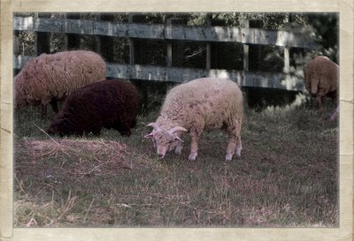 Sheep Version 2