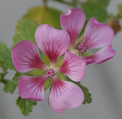 Pink Mallow -  still blooming in my yard...