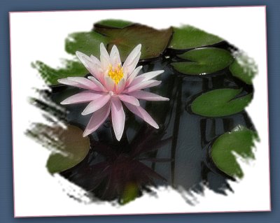 Water Lily Version 3
