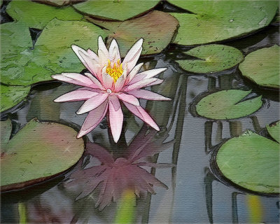 Water Lily Version 2