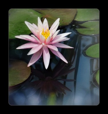 Water Lily Version 1