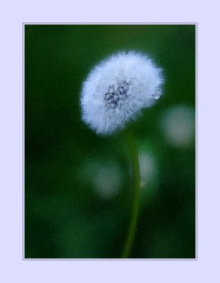 Dandelion Version 2