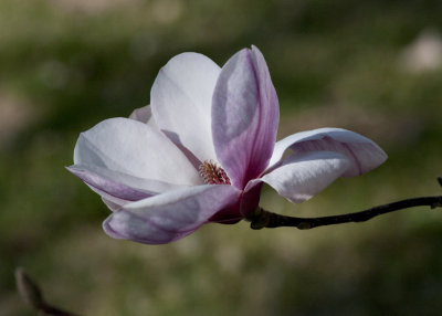 Magnolia Original
