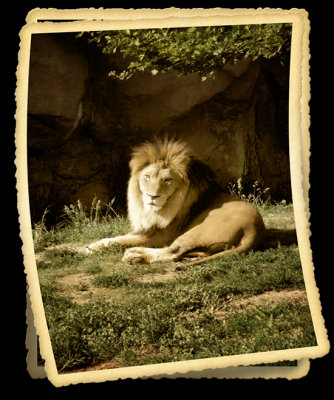 Lion Version 4