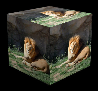 Lion Version 3