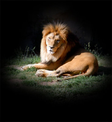 Lion Version 1