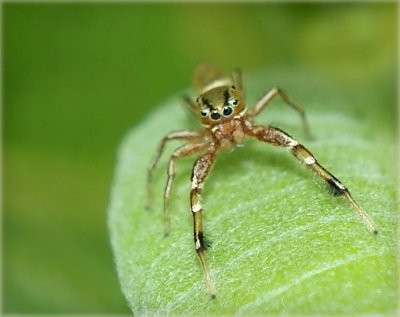 Golden Garden Spider