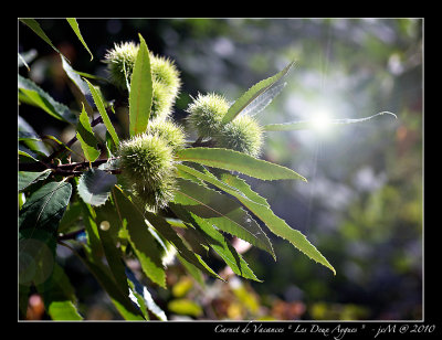 Fruit dfendu ...