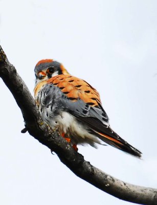 American-Kestrel