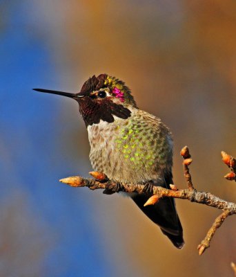 Hummingbird on sunday.jpg