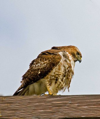 Red Tail Hawk on hw 99.JPG