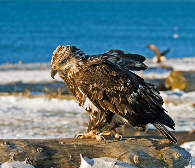 young Eagle in Alaska.JPG