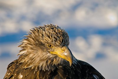 portrait --young eagle.JPG