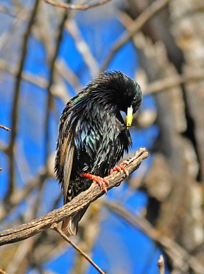 Starling with an itch.JPG