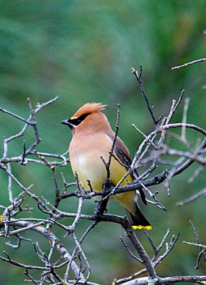 3rd waxwing.JPG