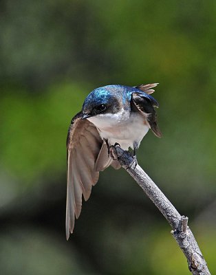 FAVORITE SWALLOW ON SUNDAY.JPG