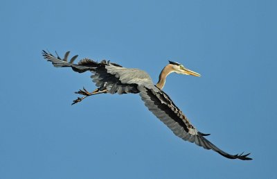 Heron flying to its nest