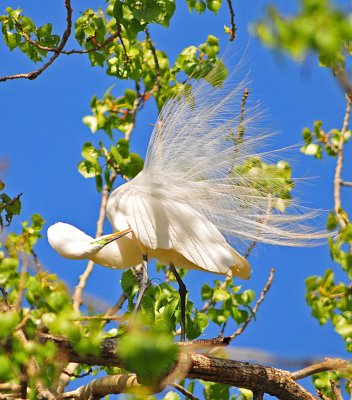 Great Egret by its nest