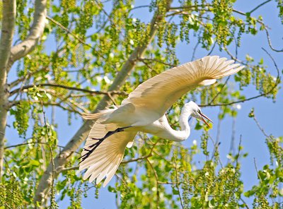 Egret leaving nest