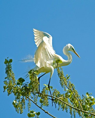 Nesting Great  Egret