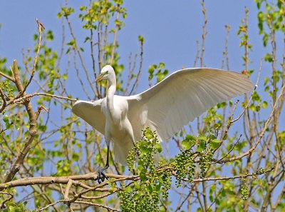 Egret landing on Branch.JPG