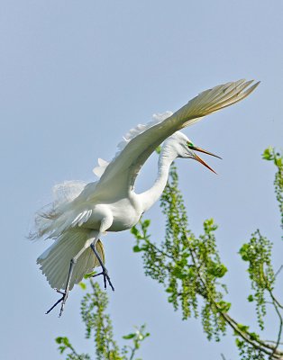 landing Egret.JPG